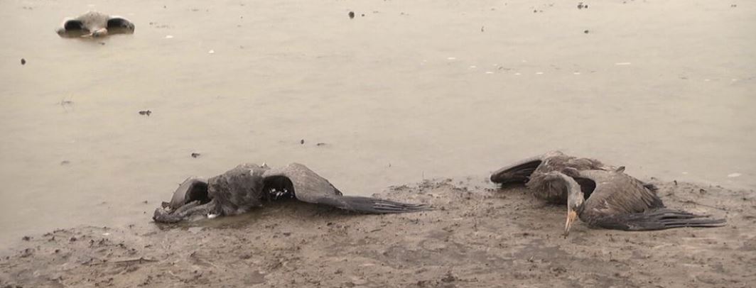 В Херсонской области снова зафиксирована массовая гибель птиц