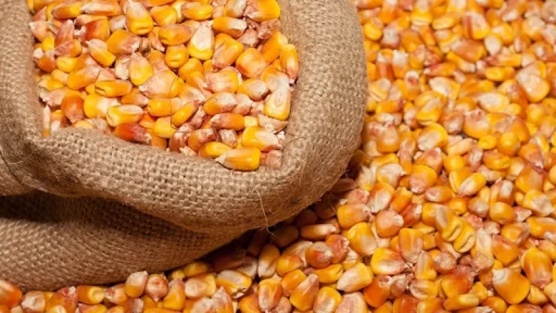 Як підготувати насіння кукурудзи до посадки