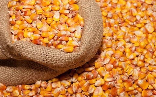 Як підготувати насіння кукурудзи до посадки