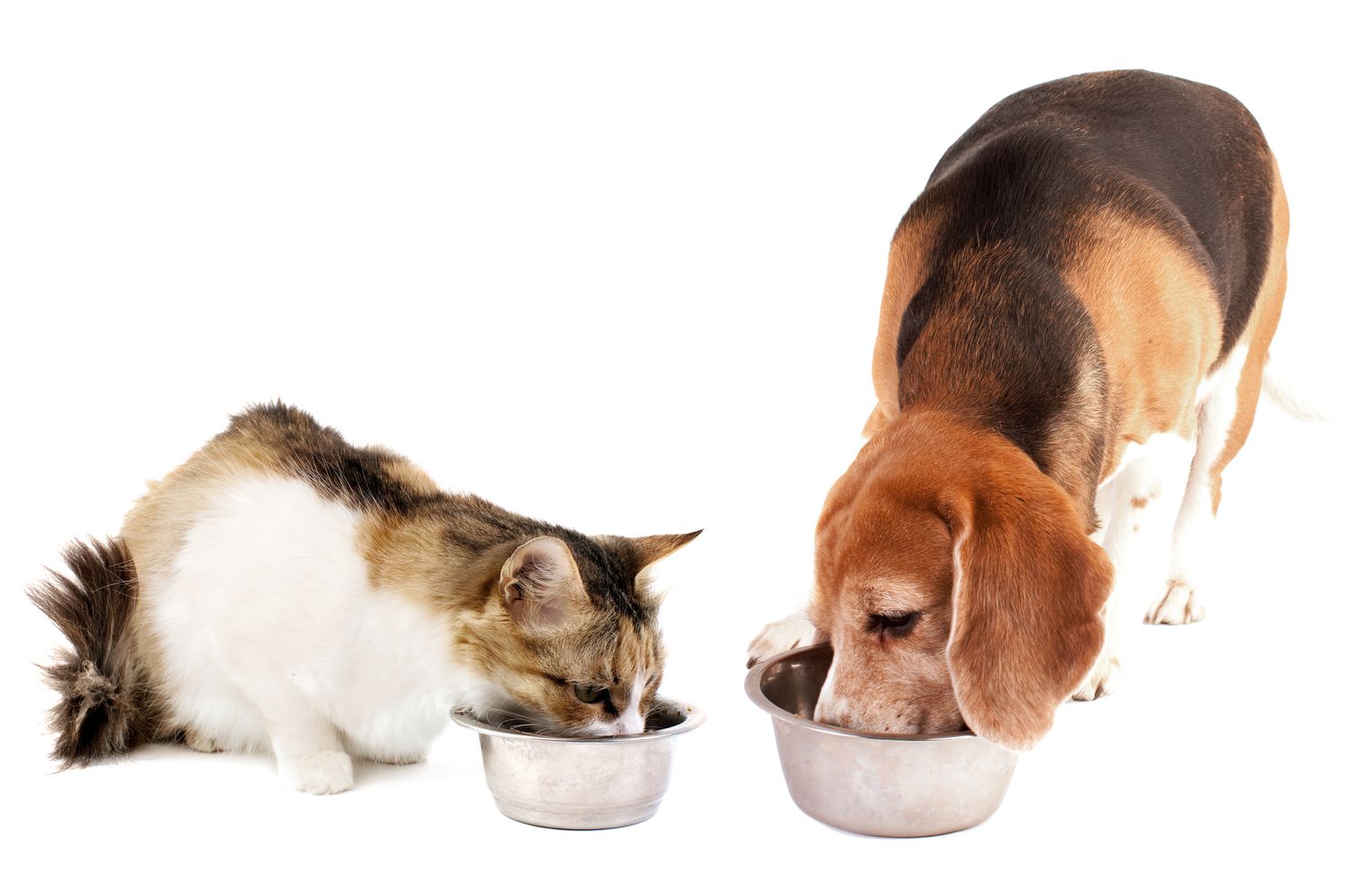 Как определить качественный сухой корм для кошек и собак