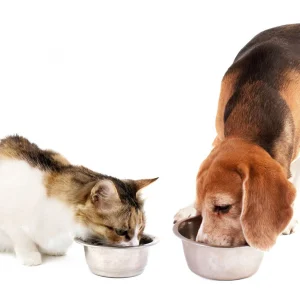 Причины покупать качественный корм для кошек и собак